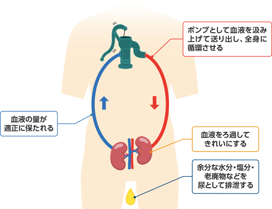 心臓と腎臓と血管の関係モデル図