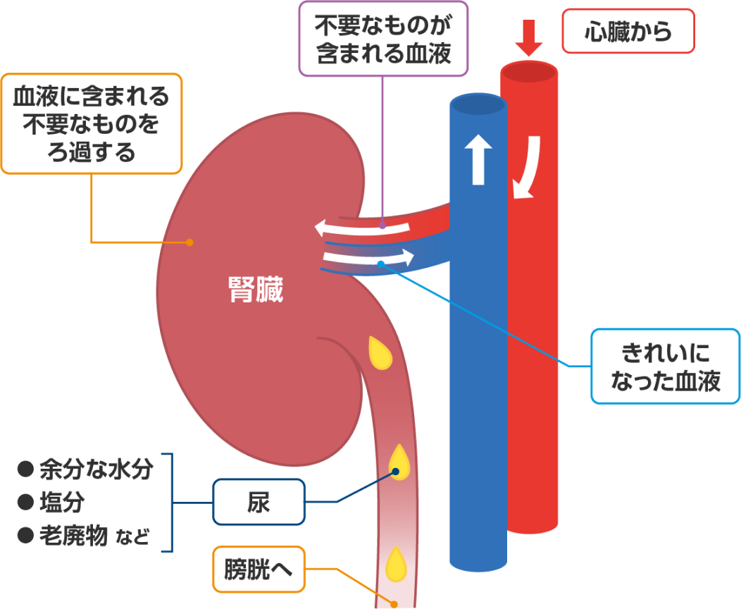 腎臓の働き