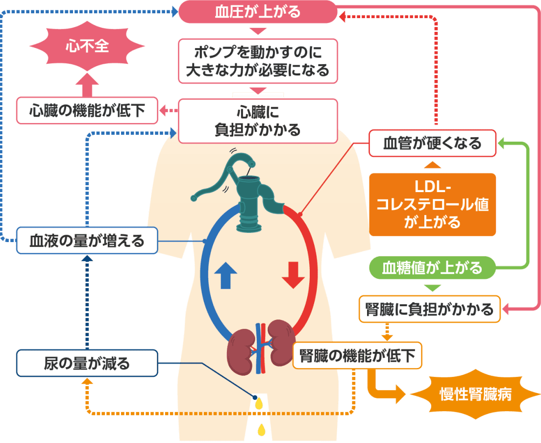 心臓と腎臓と血管の関係モデル図