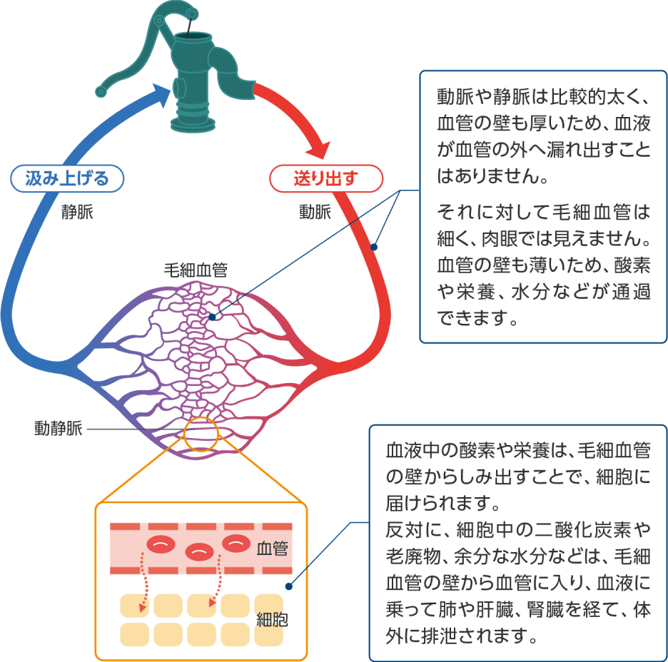 心臓の働き